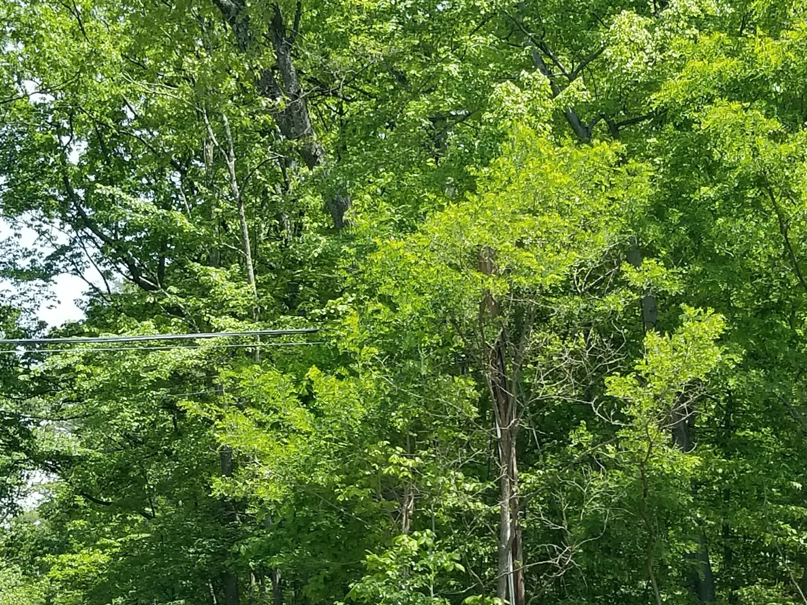 Power lines running through encroaching tree canopy with a split danger tree beside the conductors